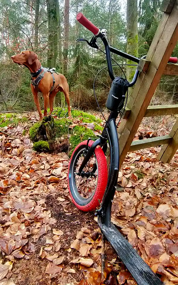 Tommy der Vizsla und der Yedoo Friday im Wald